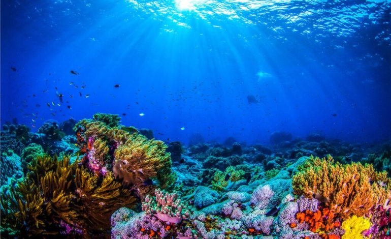 Destinasi Bawah Laut yang Wajib Masuk Bucket List