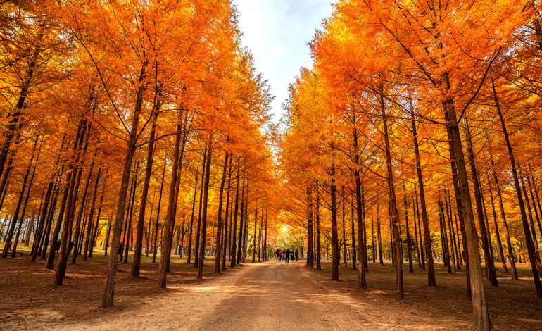 Ketenangan di Lembah Gangwon-do: Destinasi Healing Jauh dari Keramaian Seoul