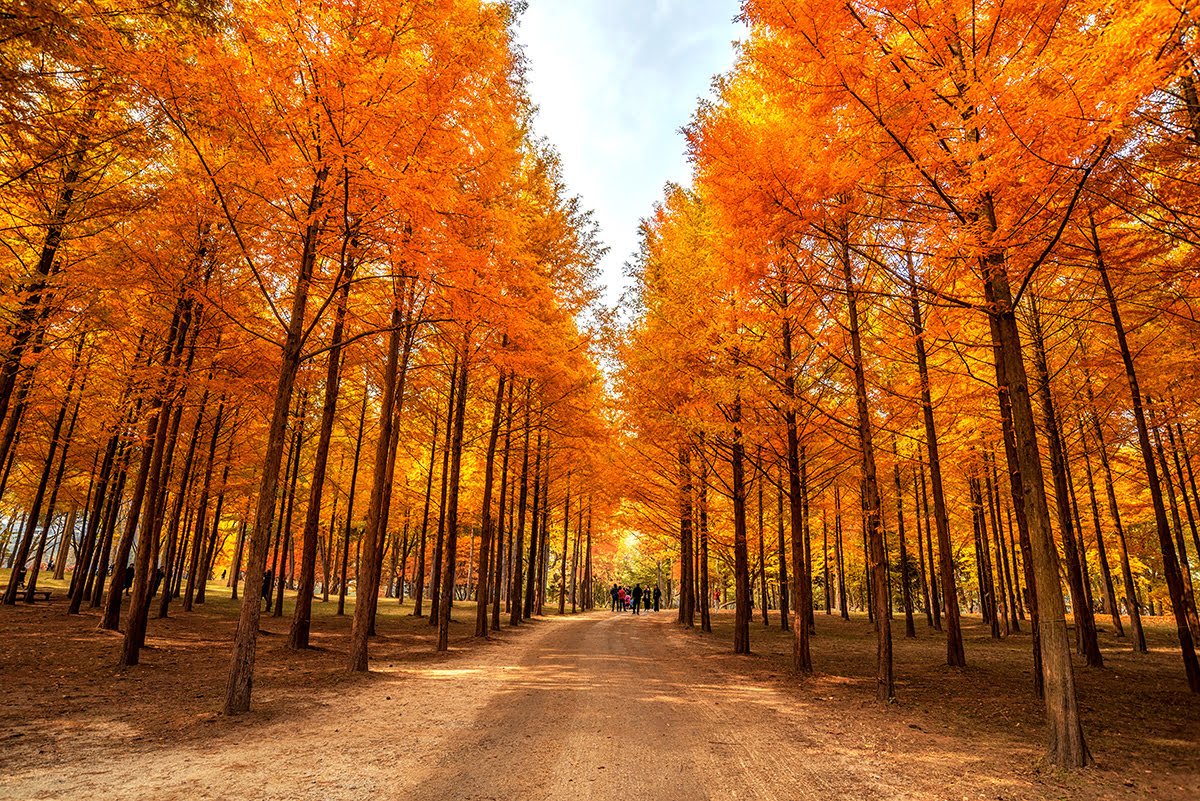 Ketenangan di Lembah Gangwon-do: Destinasi Healing Jauh dari Keramaian Seoul
