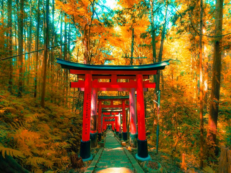 Panduan Menjelajahi Ikon Budaya Kyoto